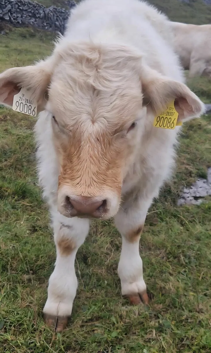 Pbr charolais weanling  bulls - Image 3