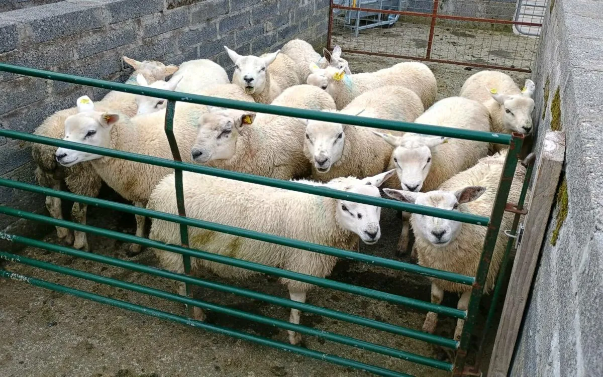 Organic Texel Store Ram lambs