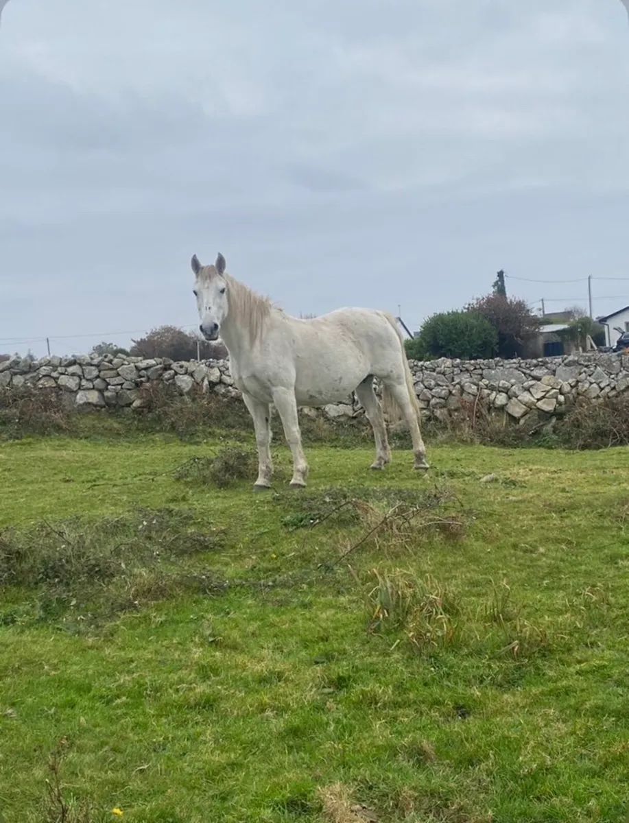 17 year old mare in foal - Image 1