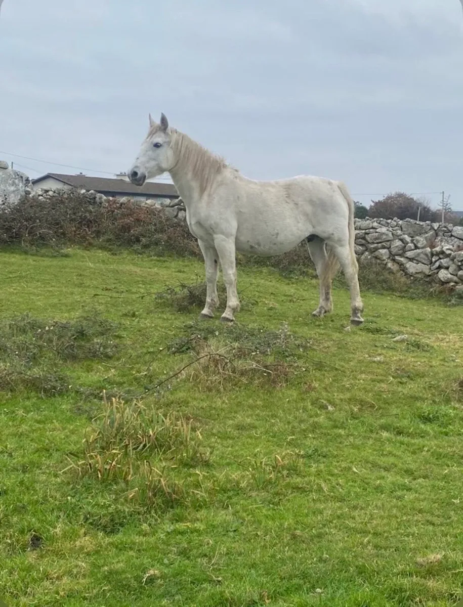 17 year old mare in foal - Image 2