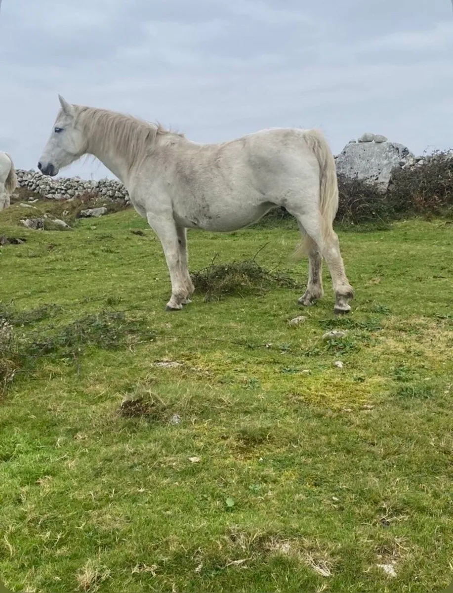 17 year old mare in foal - Image 3