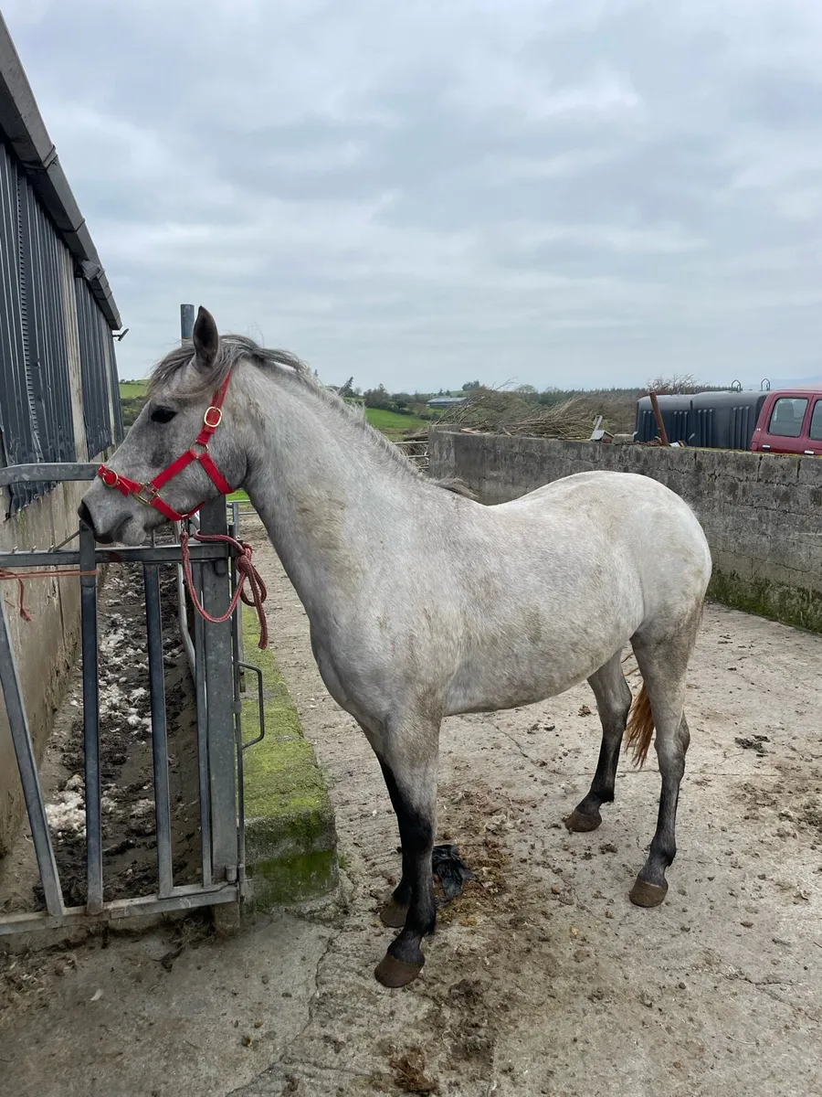 Connemara mare - Image 1