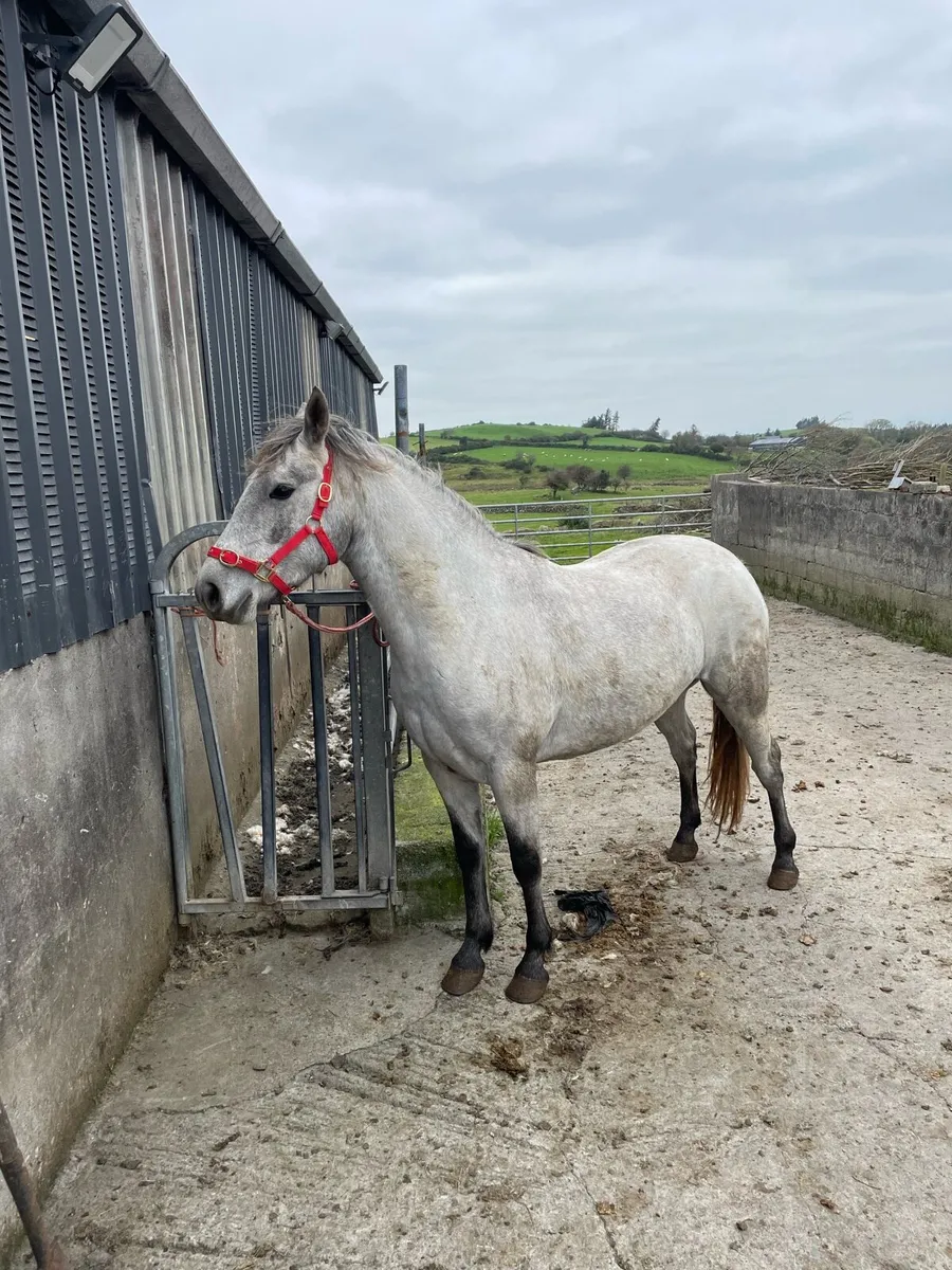 Connemara mare - Image 2