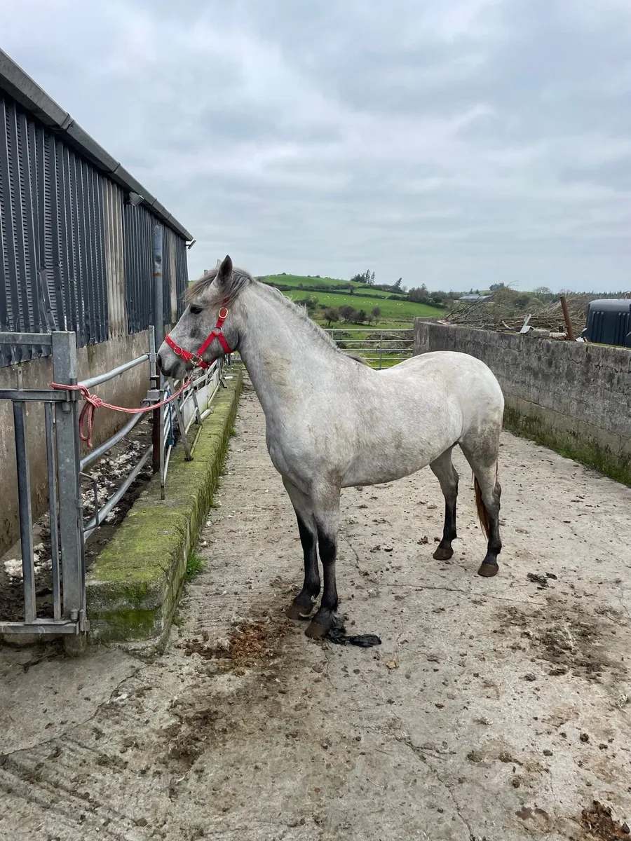 Connemara mare - Image 3