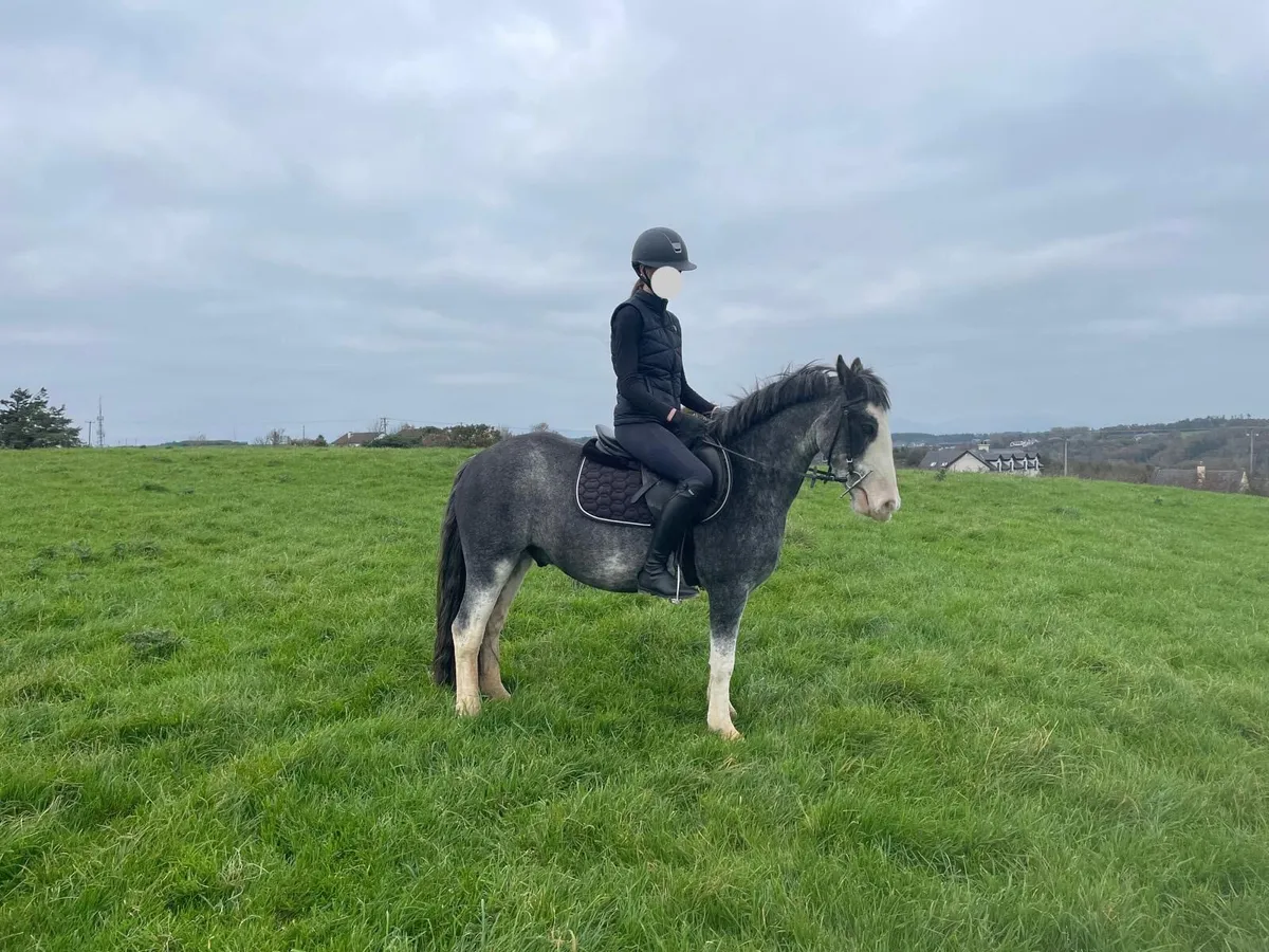 Bombproof 13.2 pony - Image 1