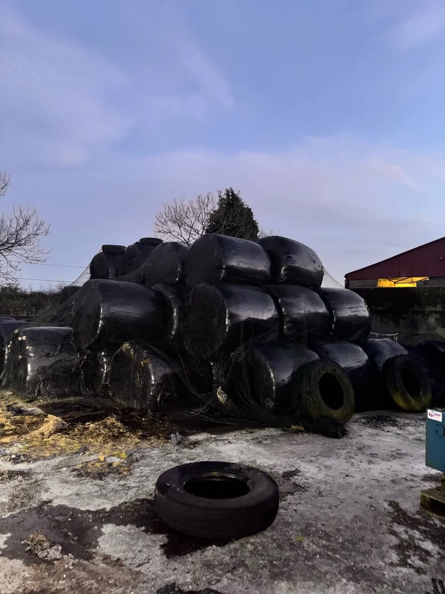 2023 silage