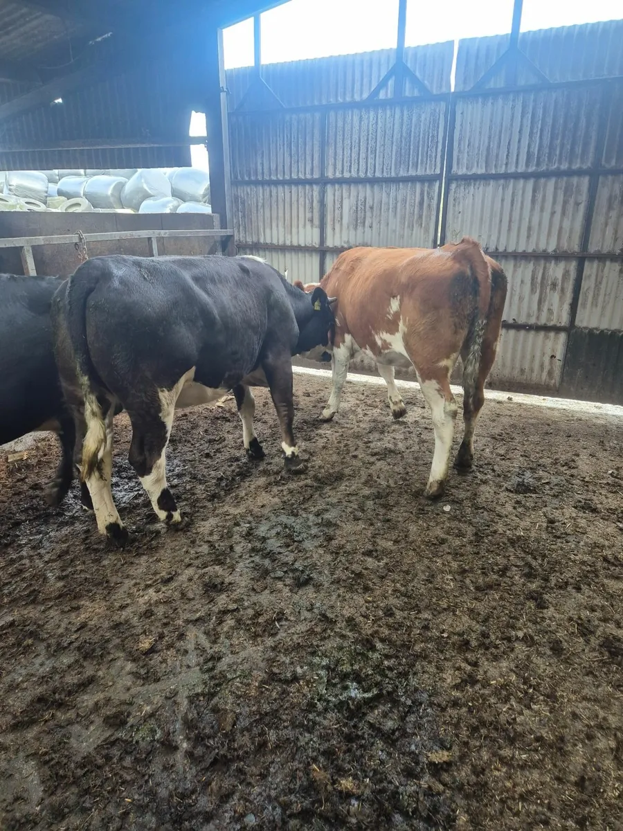 HEIFERS - Image 1