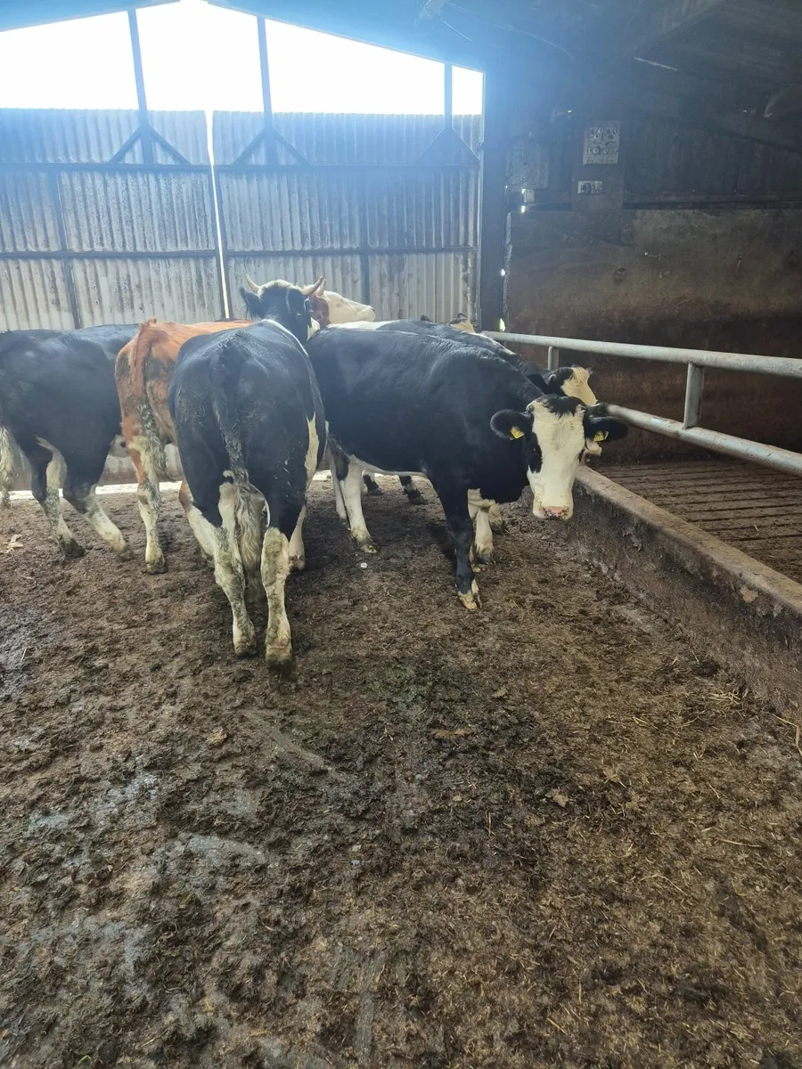 HEIFERS - Image 2