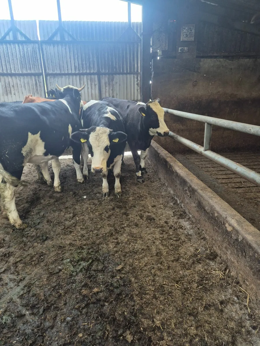 HEIFERS - Image 3