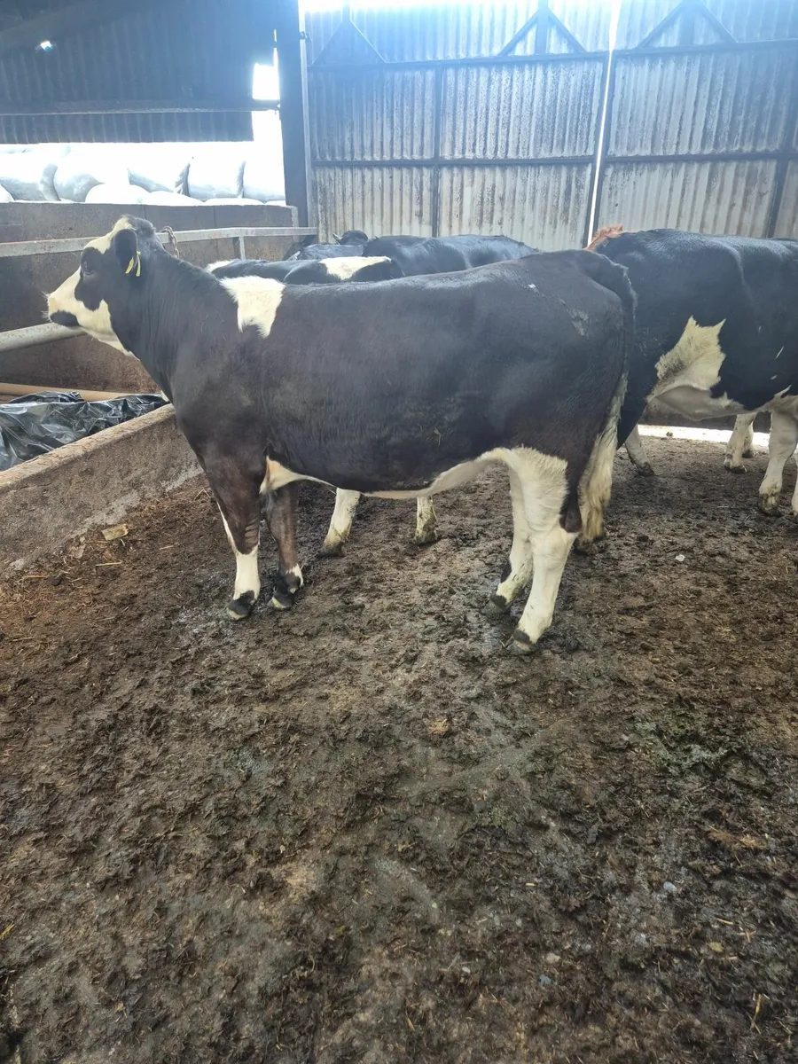 HEIFERS - Image 4