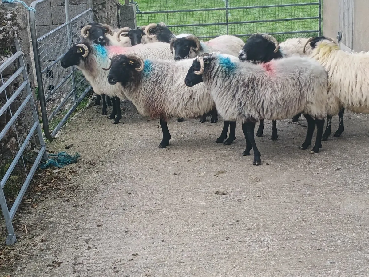 10 culled Mayo Blackface ewes - Image 1