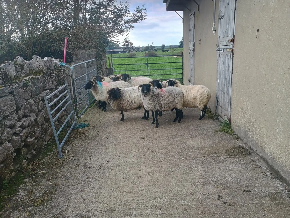 10 culled Mayo Blackface ewes - Image 2