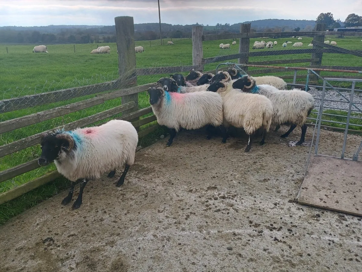 10 culled Mayo Blackface ewes - Image 3
