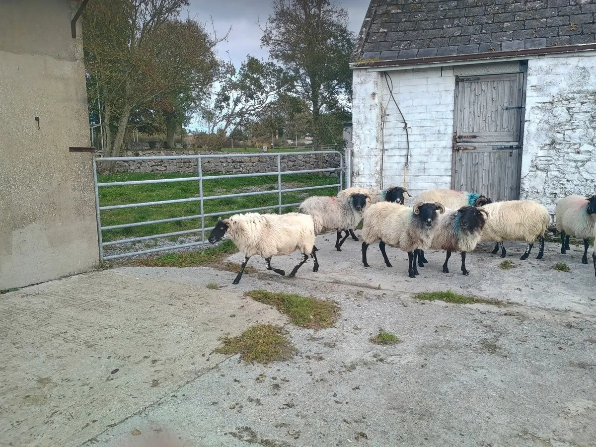 10 culled Mayo Blackface ewes - Image 4