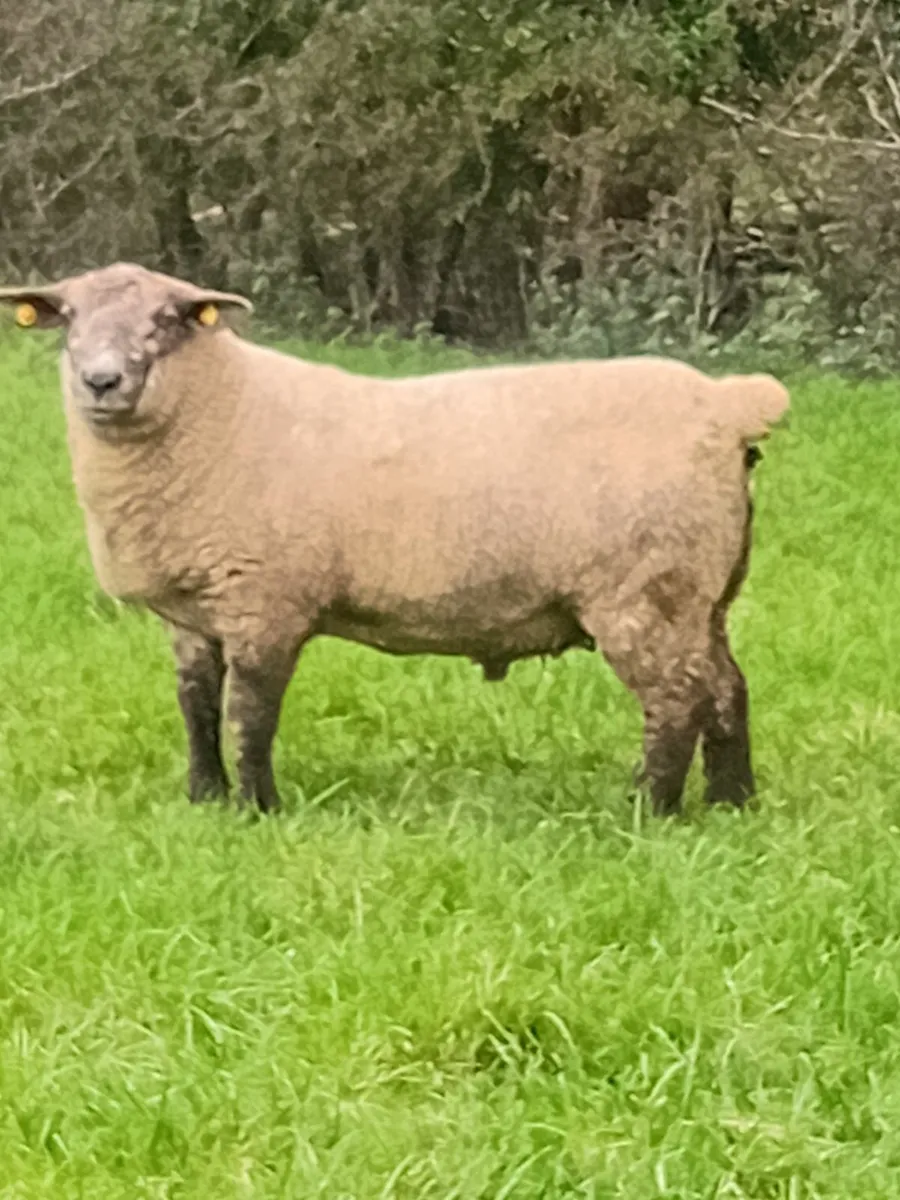 Suftex Rams - Image 1