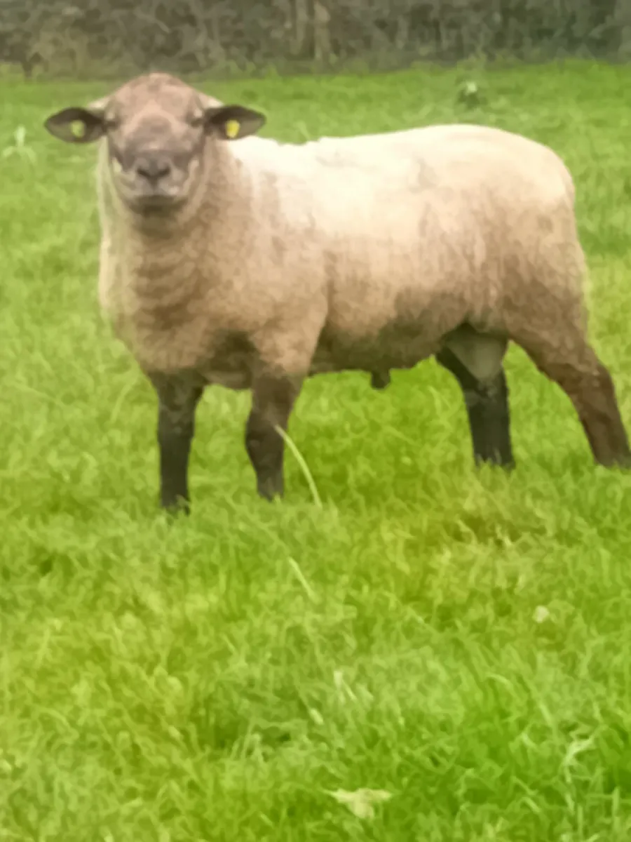 Suftex Rams - Image 2