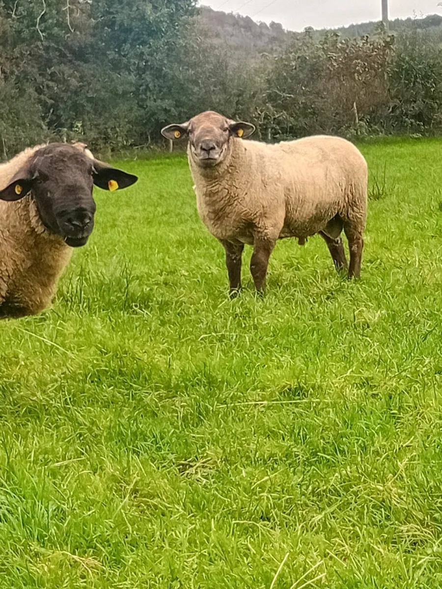 Suftex Rams - Image 4