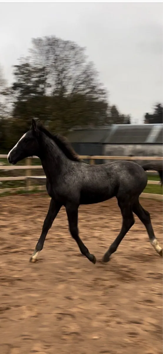 ⭐️Top class Mare foal for sale ⭐️ - Image 1