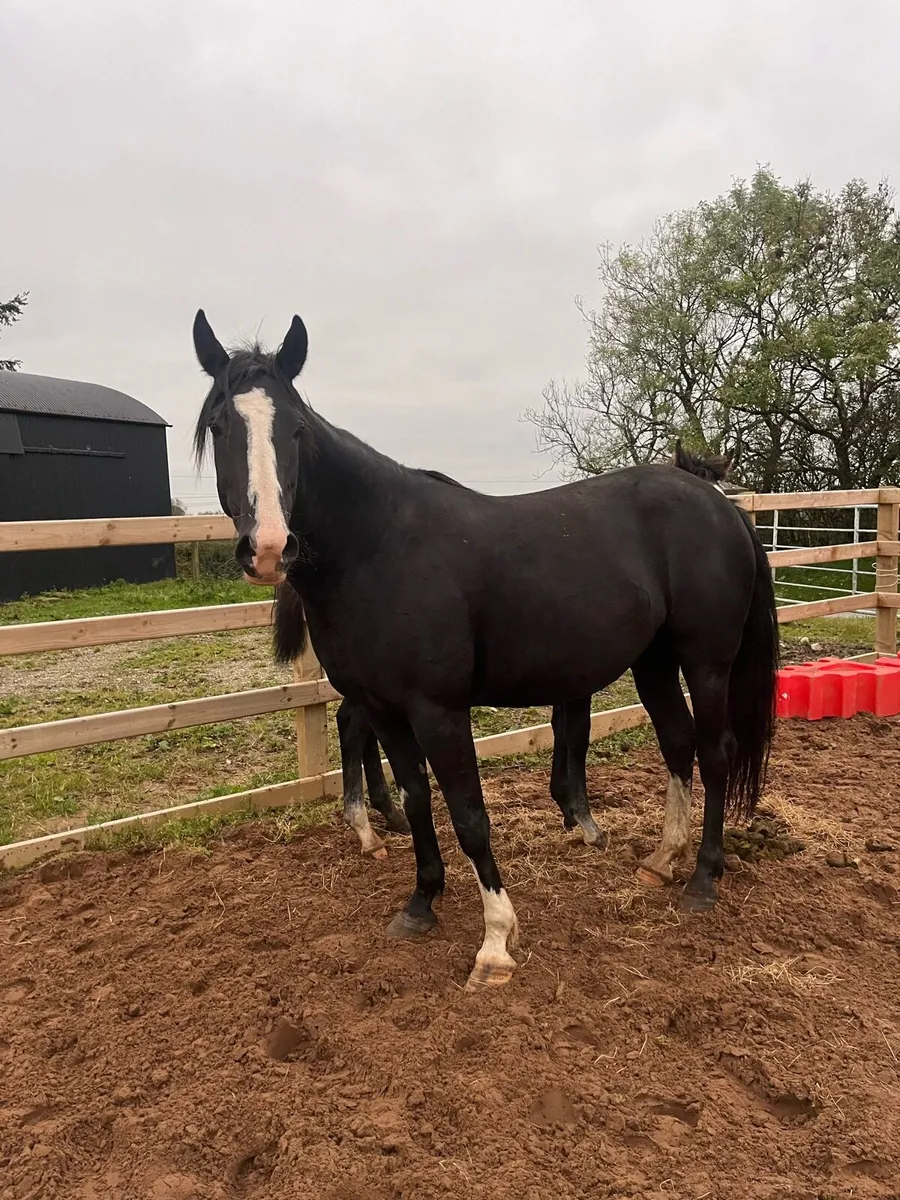 ⭐️Top class Mare foal for sale ⭐️ - Image 2