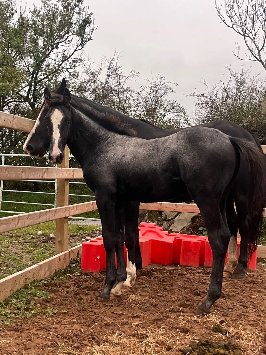 ⭐️Top class Mare foal for sale ⭐️ - Image 3