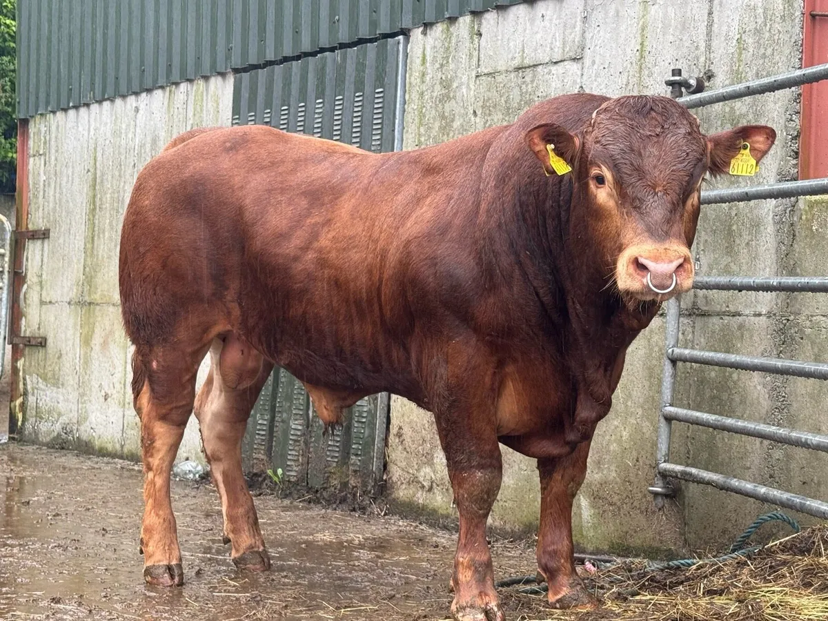 2 Pedigree Limousin Bulls - Image 1