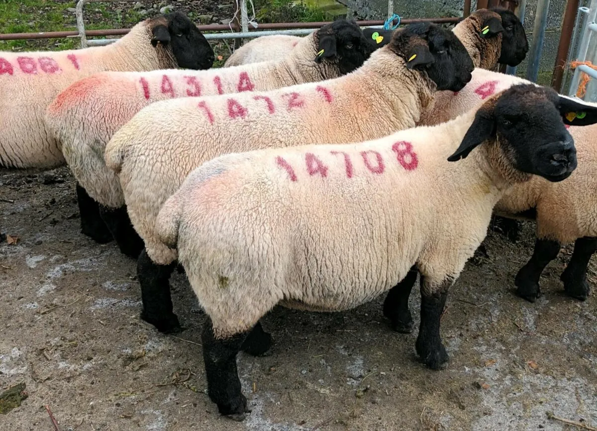 ****ORANMORE SUFFOLKS DISPERSAL SALE**** - Image 1