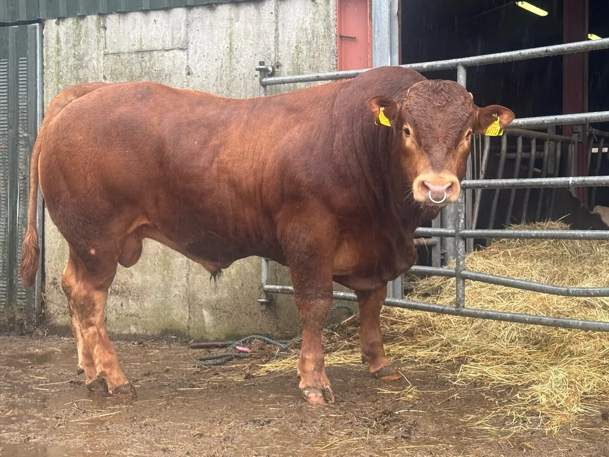 2 Pedigree Limousin Bulls - Image 3