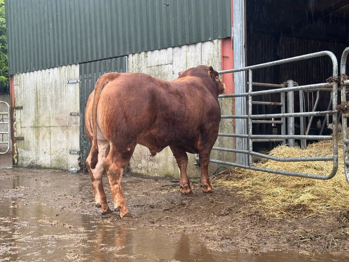 2 Pedigree Limousin Bulls - Image 4