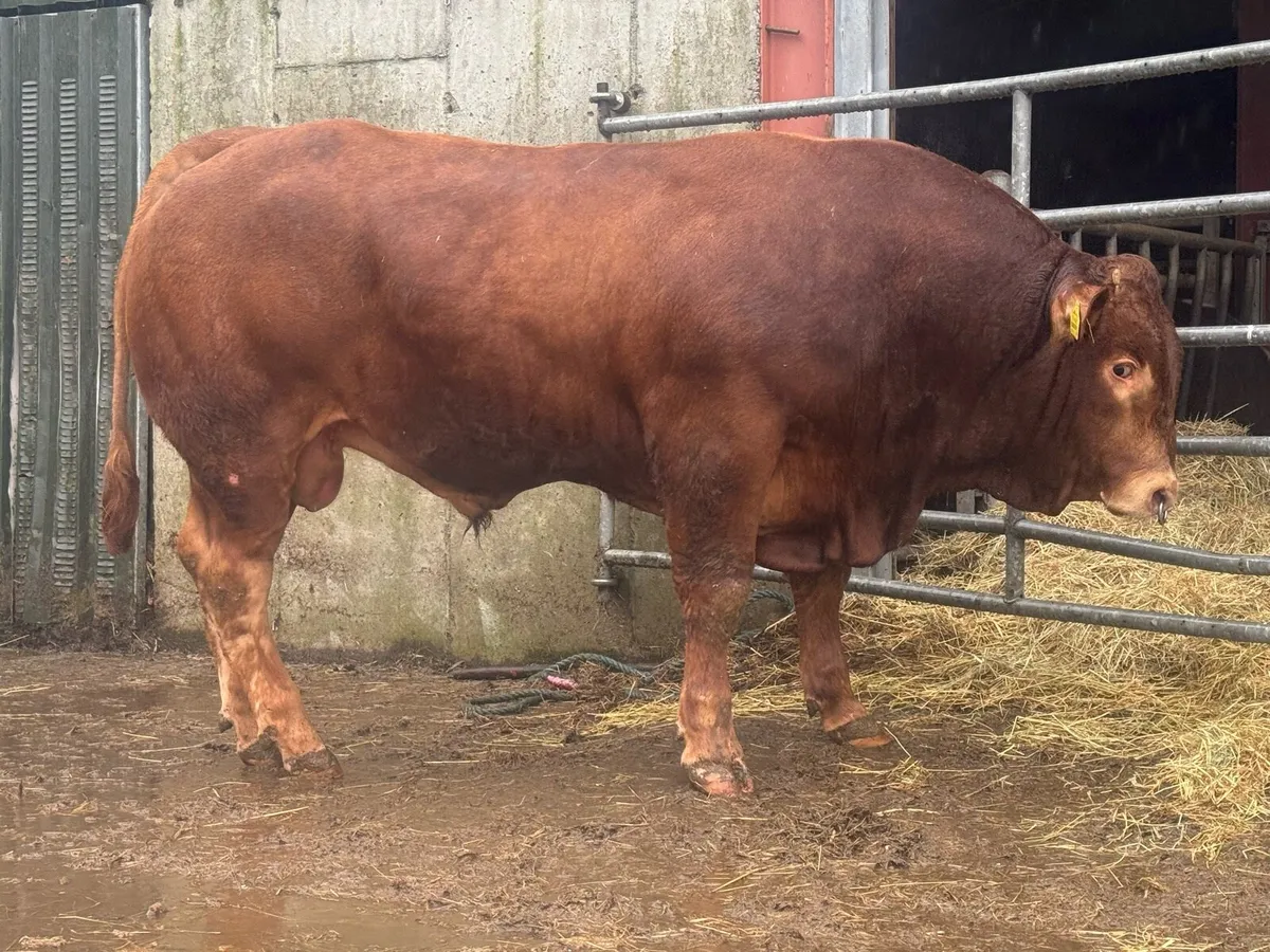 6 Pedigree Limousin & Simmental Bulls - Image 1