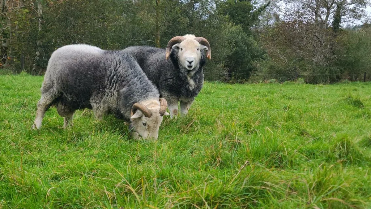 Herdwick Rams - Image 4