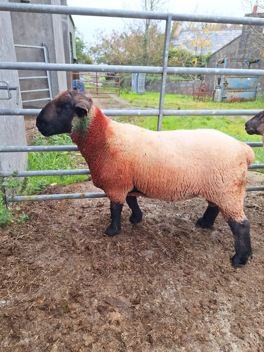 Ram - Image 1