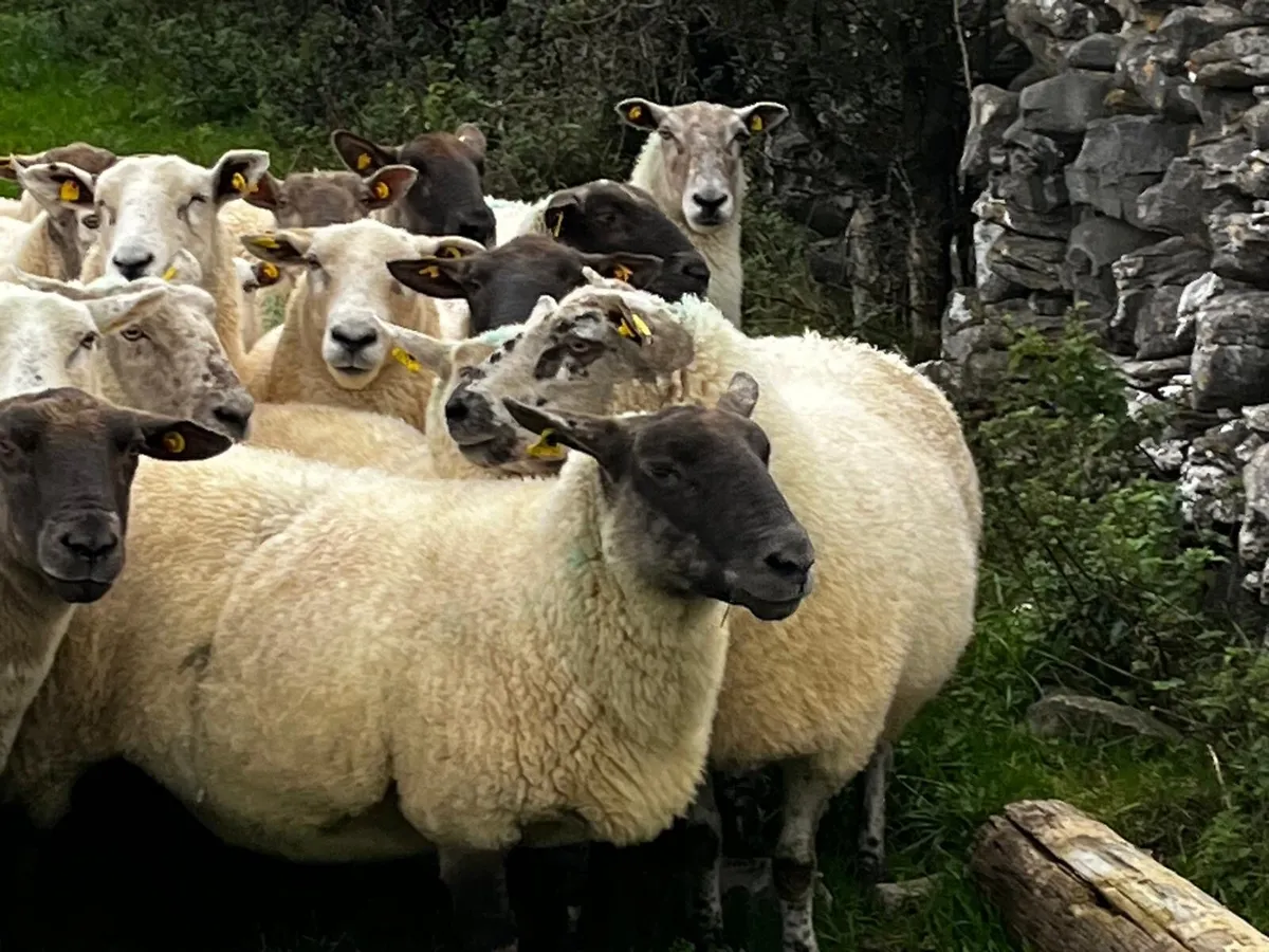 45 Strong 3rd/4th crop Ewes for sale - Image 1
