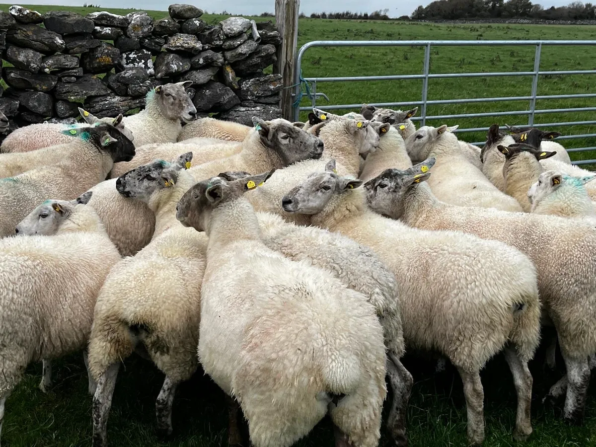 45 Strong 3rd/4th crop Ewes for sale - Image 2