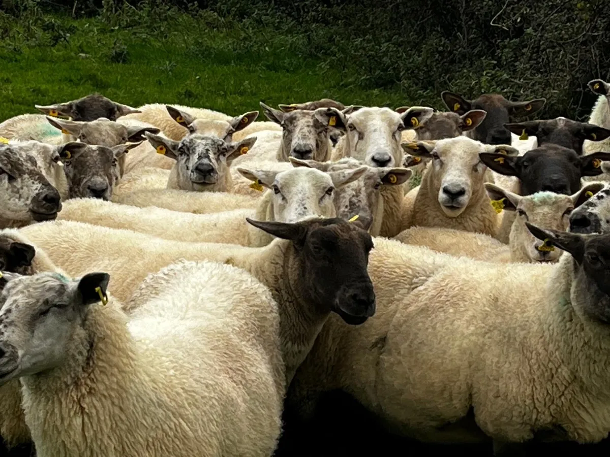 45 Strong 3rd/4th crop Ewes for sale - Image 3