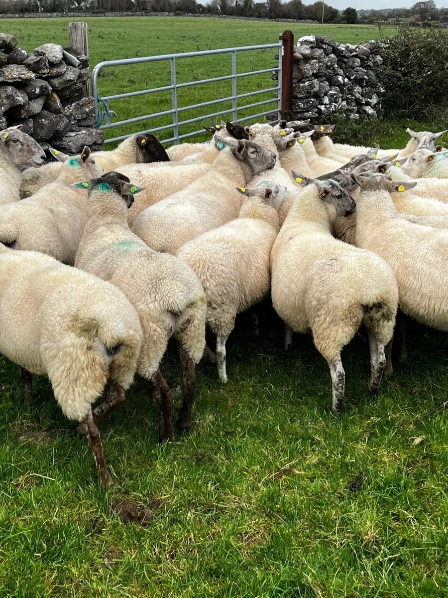 45 Strong 3rd/4th crop Ewes for sale - Image 4
