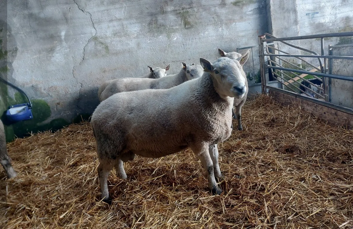 2 CHEVIOT RAMS