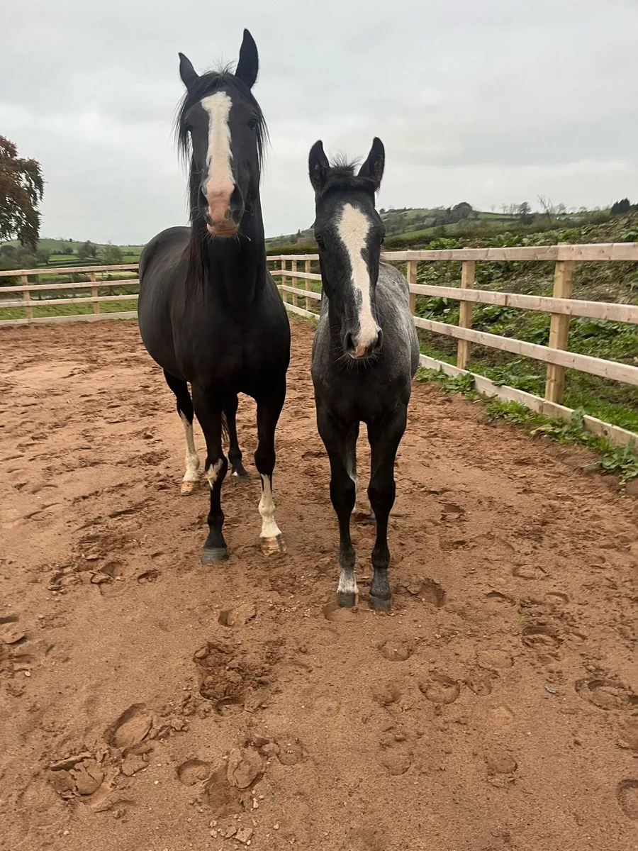 ⭐️Top class Mare foal for sale ⭐️ - Image 4