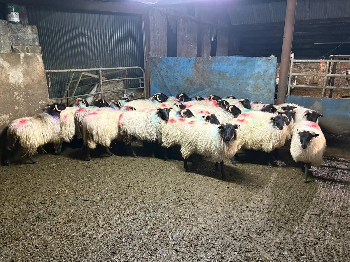 30 mayo ewe lambs - Image 1