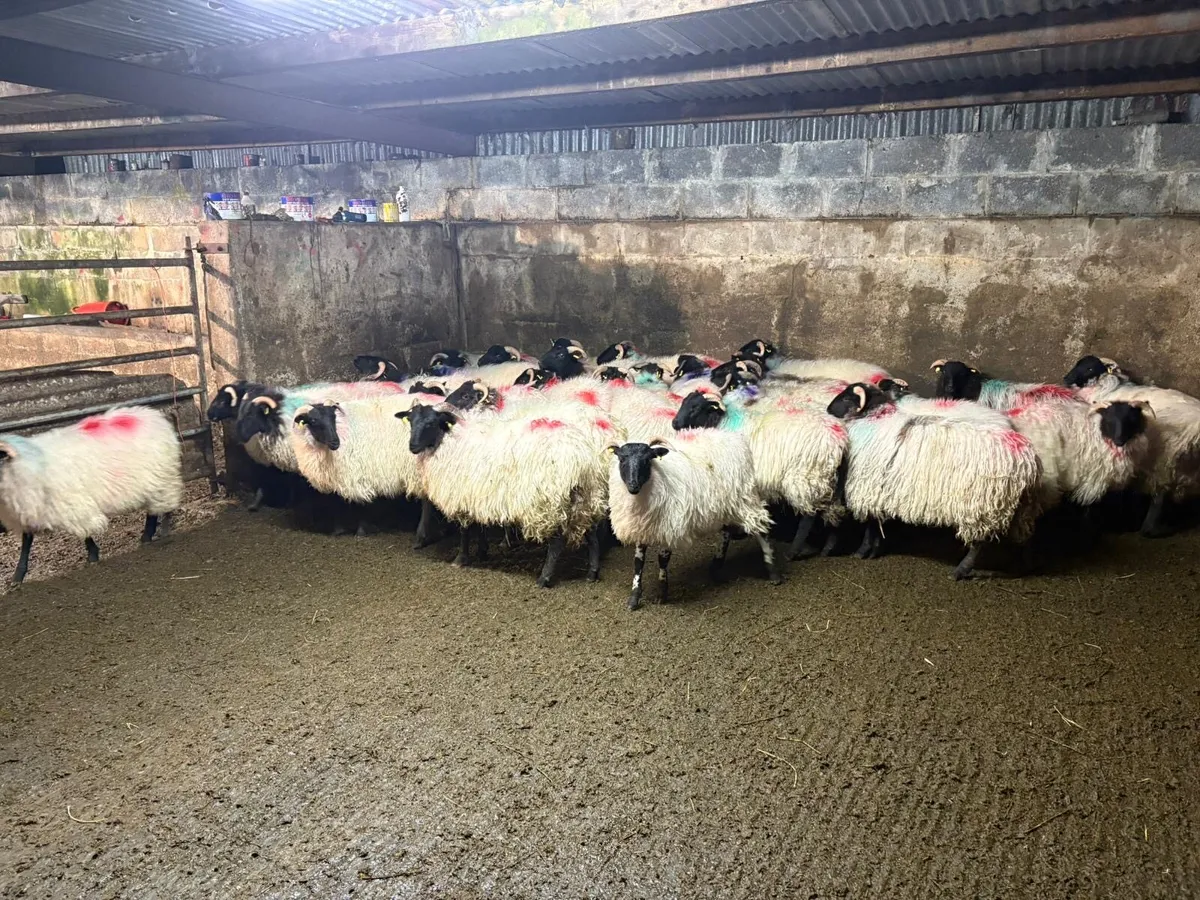 30 mayo ewe lambs - Image 2