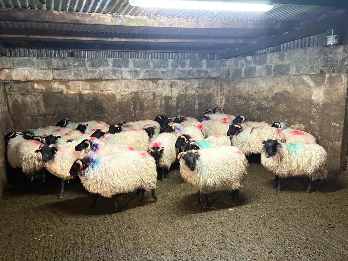 30 mayo ewe lambs - Image 3