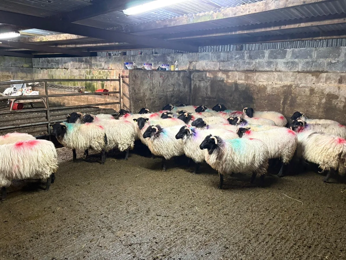 30 mayo ewe lambs - Image 4