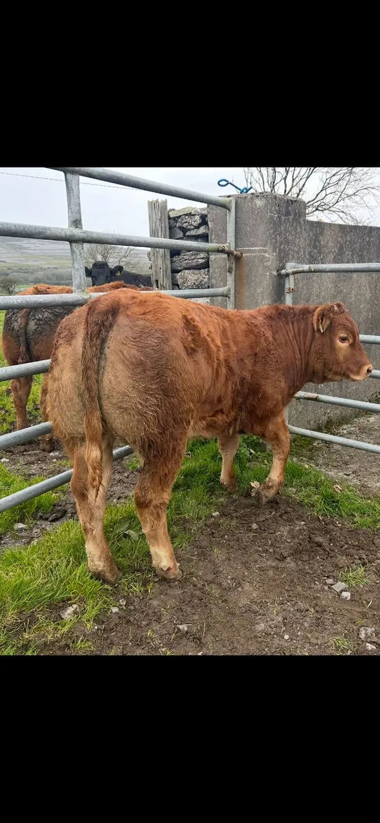 Show type Ai bred heifer - Image 1