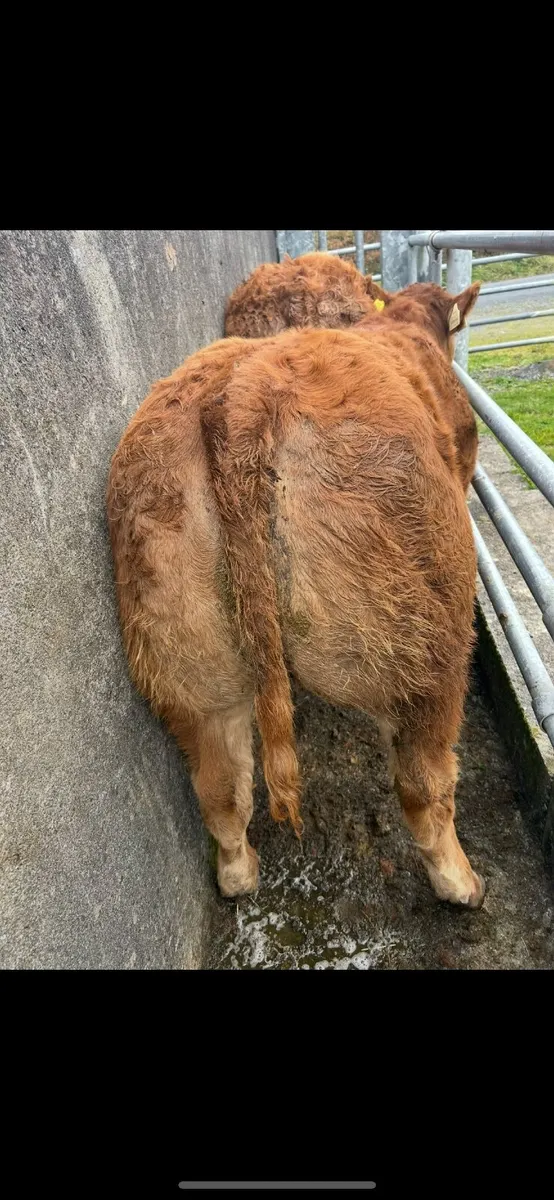 Show type Ai bred heifer - Image 2