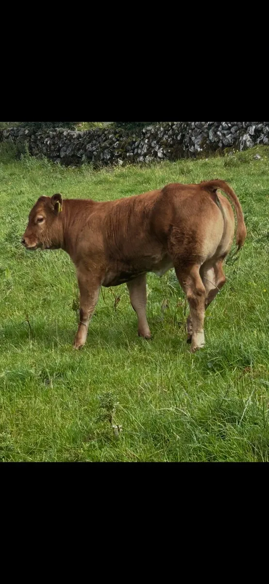 Show type Ai bred heifer - Image 3