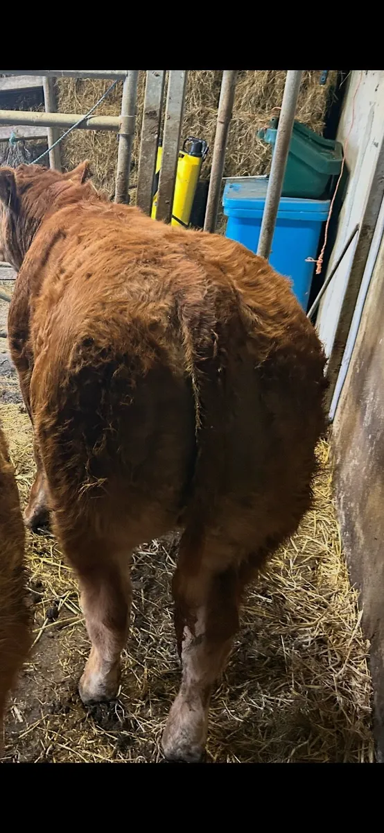 Show type Ai bred heifer - Image 4