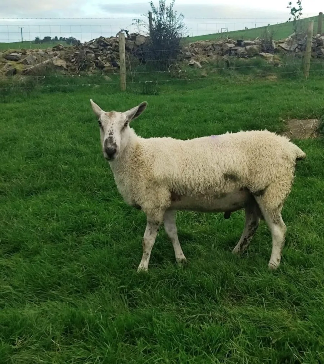 Rams - Blue Leicester - Image 1