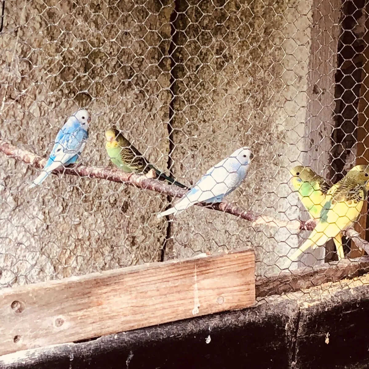 Budgies and zebra finches - Image 1