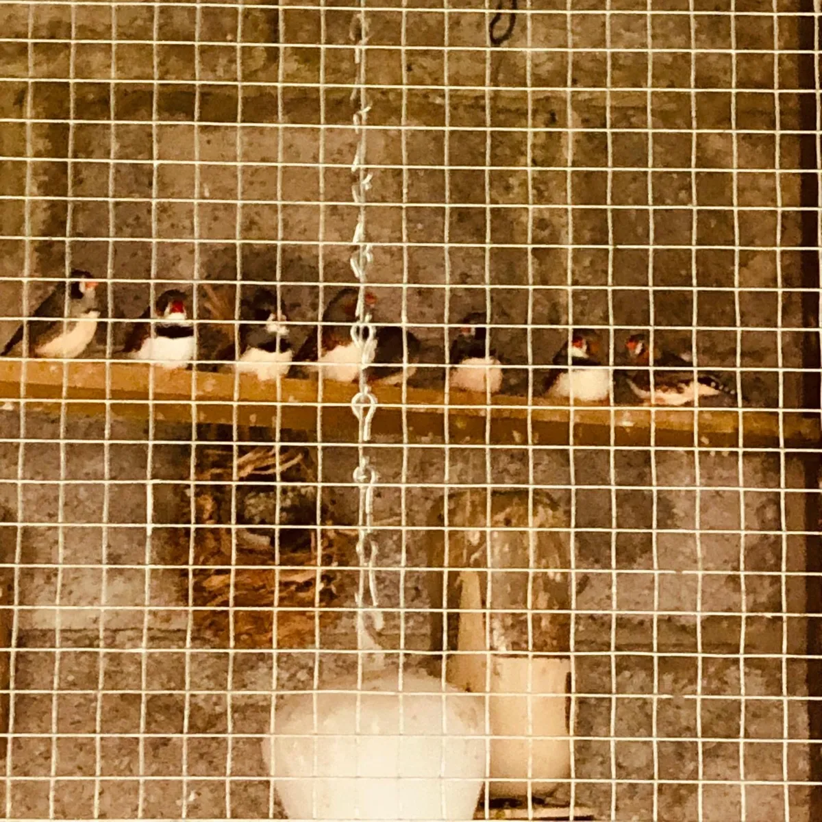Budgies and zebra finches - Image 2