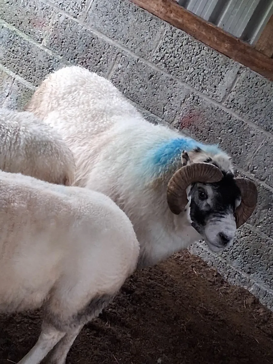 Ram - Image 3