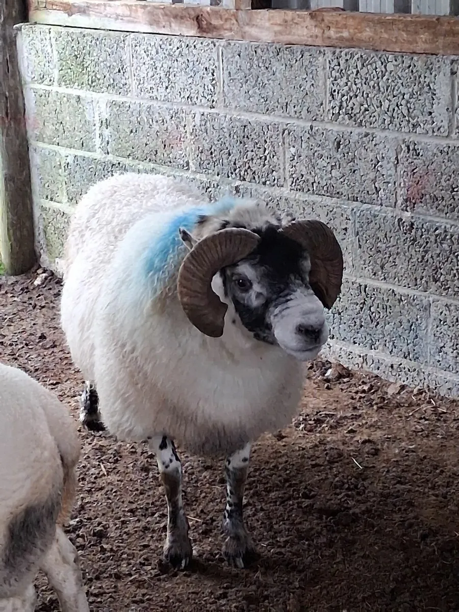 Ram - Image 4